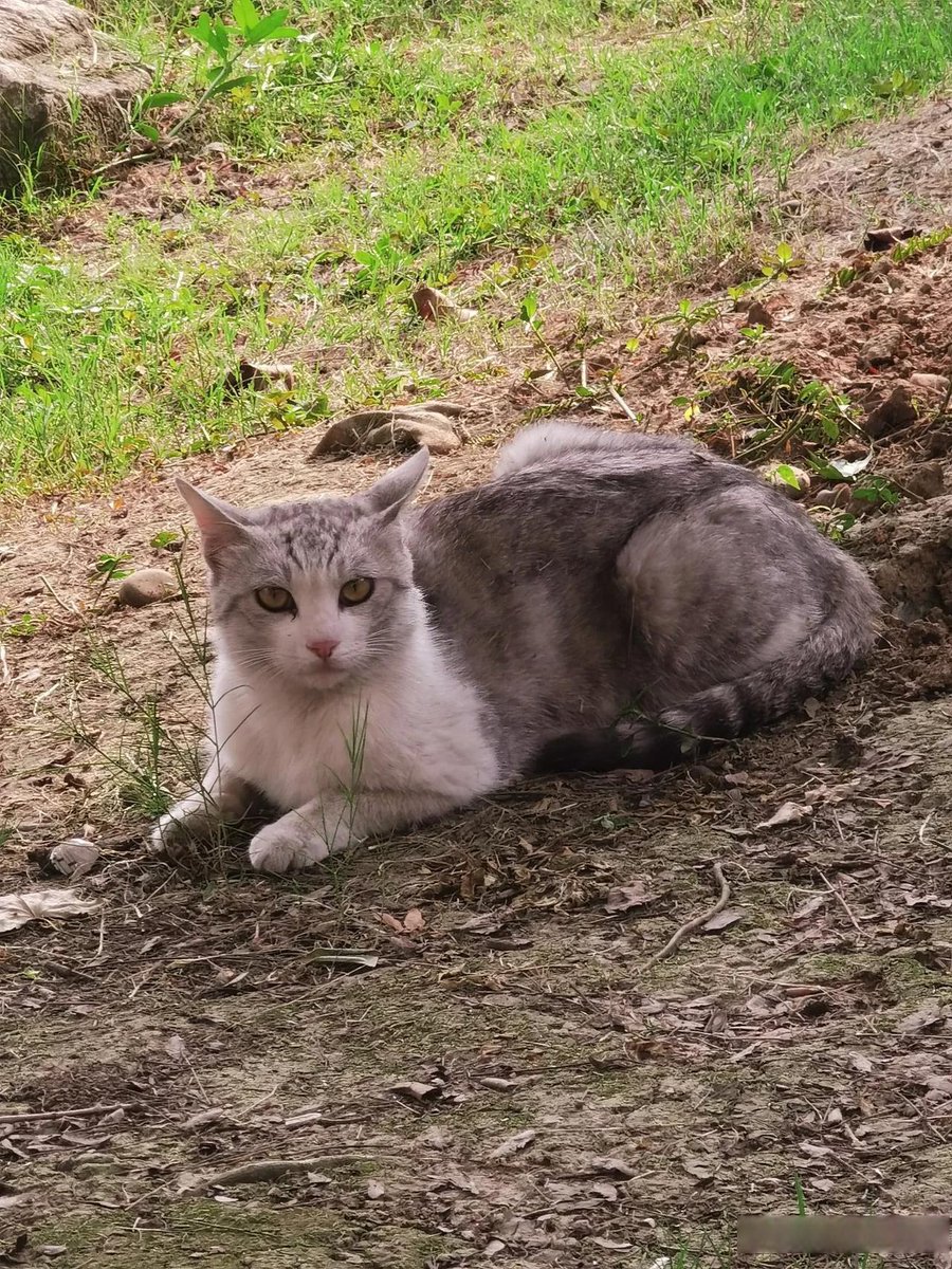 MyRutterf8u's tweet photo. Hoy me encontré con un gato callejero que me sonrió. Este momento me hizo sentir muy cálido y feliz. https://t.co/ETC89fGsW9