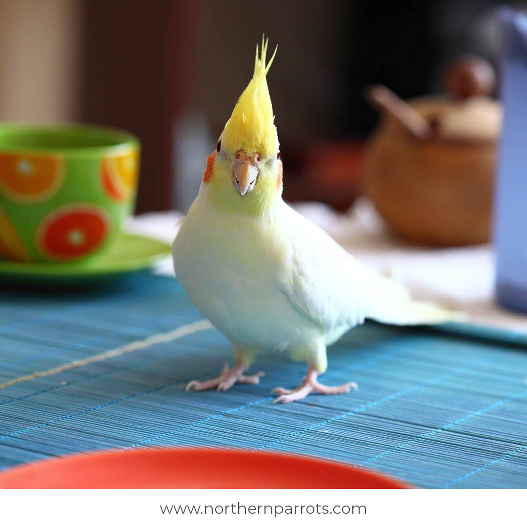 NorthernParrots's tweet photo. Post pictures of your Parrot in your dining room. Let's see some fun photos
#postapic https://t.co/ZET01bFgr2