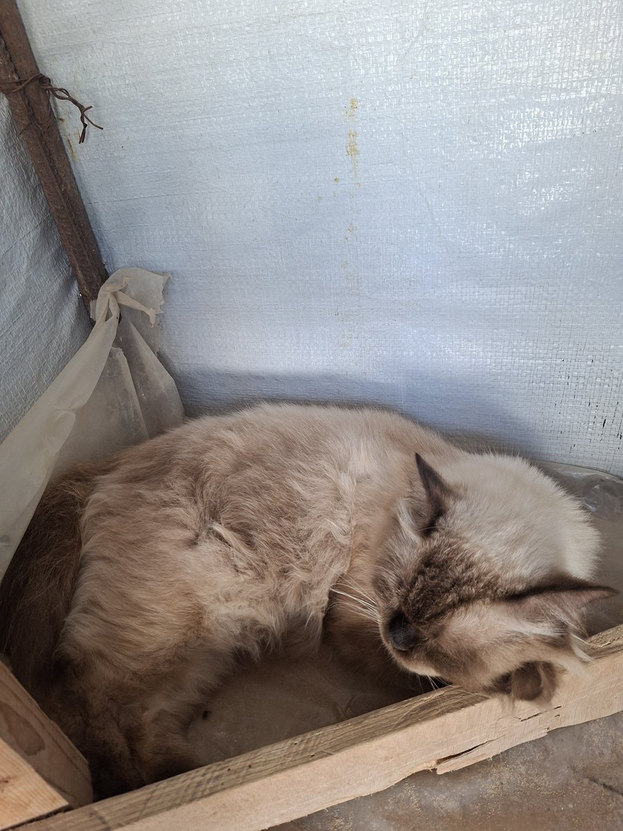 MustafaAmeen30's tweet photo. My cats and i are still alive in Gaza.🇵🇸

If you see this photo, please don't scroll past in silence.

Write anything - even a single dot means so much to us and reminds us that we are not alone.🥹💔🙏 https://t.co/9uf1Om1g8J