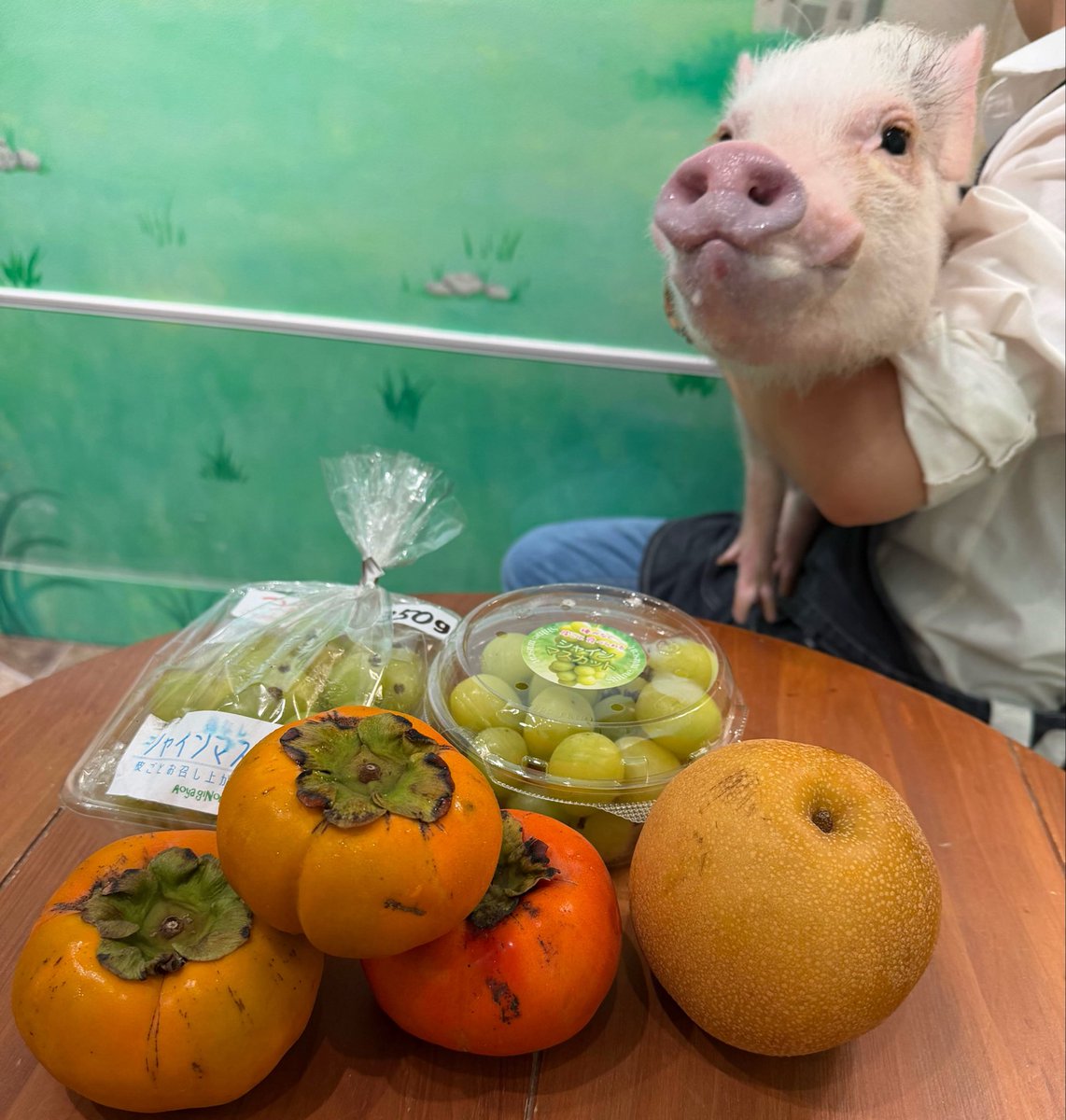 mipigcafe's tweet photo. 【福岡天神店】
お客様より、差し入れいただきました🫶
ありがトンございます🐷🍇✨

#mipigcafe #micropig #マイクロブタ #マイクロブタカフェ #差入れ #感謝 https://t.co/FN1NYXz3iw