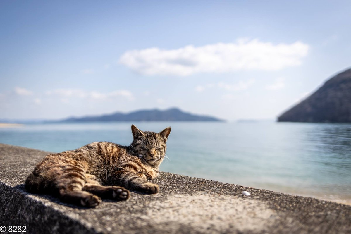 haniyan0821's tweet photo. うみべのねこ
#猫写真 https://t.co/2JwRWVrPCk