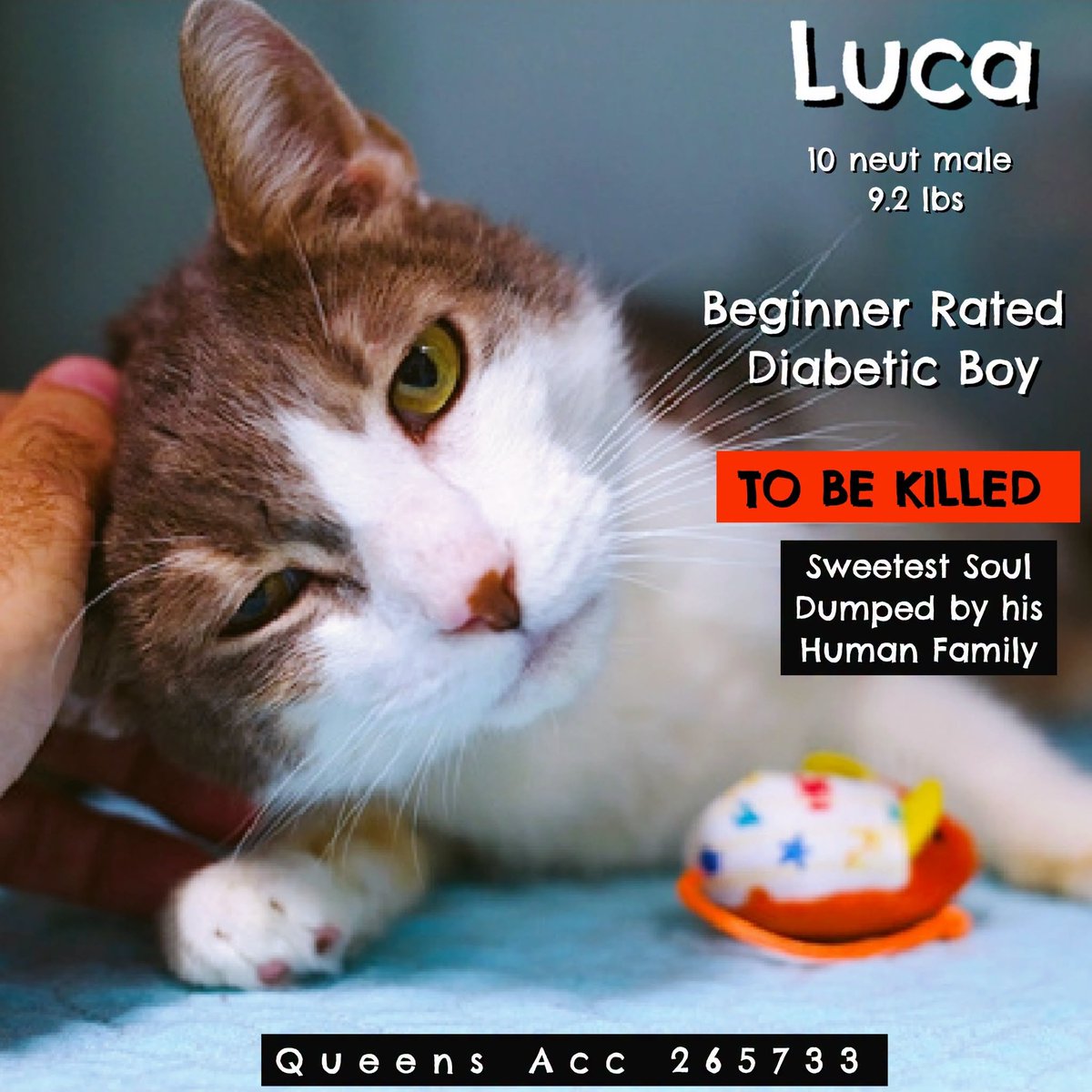 lordi1960's tweet photo. ♦♦TO BE KILLED - 12:00PM (EASTERN) TUESDAY 09/29/2026♦♦
♦♦SOS CODE RED♦♦

QUEENS ACC ADOPTABLE

❤️LUCA 265733:
10YR | Neutered | Stray | 9.2 lbs

https://t.co/USmQ1wUPdb https://t.co/AJTPa9kBwi
