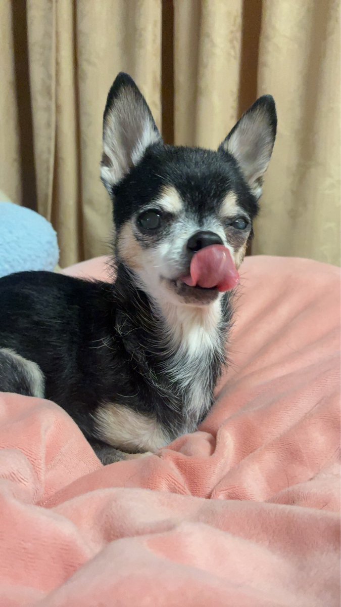 suteki_dog's tweet photo. ココちゃん、一時期は1.8kgまで体重が落ちましたが
少しづつ回復しやっと2kgまで戻ってくれました😭✨
天才チワワ…… https://t.co/fL0FnDtPYs
