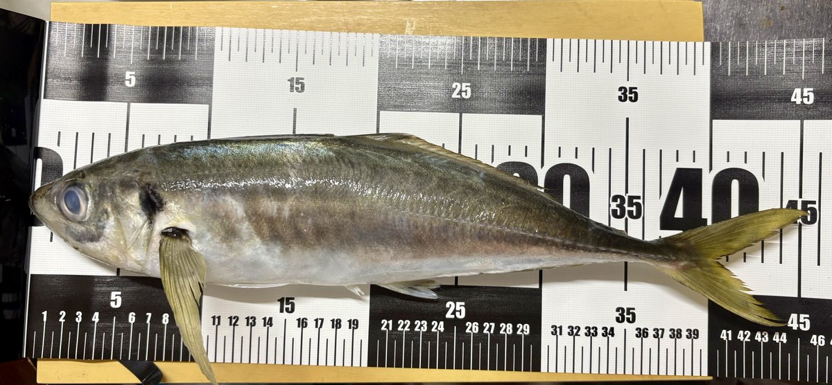 tanumaFuku's tweet photo. 仙台湾で釣ったアジ、45センチもあったぞい🤩　東京湾の豚アジ��比べるとちょっと体高が低いかな。
半身でお刺身作ってもこんなにたくさんとれた。大根や大葉などは敷かずに直盛りスタイル🐟
脂はあまりなく、味は東京湾のほうが上かなぁ🤔 https://t.co/dXAFV5lDHe
