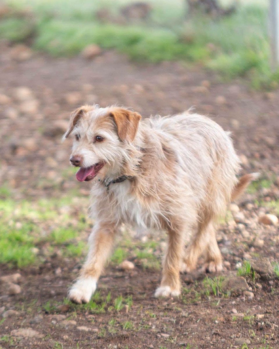SosAbuelos1's tweet photo. #SALAMANCA
#YAMINA es una perrita de 9 años preciosa, tremendamente lista, muy buena, limpita y mansa

Todavía con la correa pasea regular, pero nada que no se pueda conseguir con un pelín de paciencia.

¡Conócela! Acabarás enamorado/a

Contacto: protectorafundacionluna@gmail.com https://t.co/8En7S8PUiX