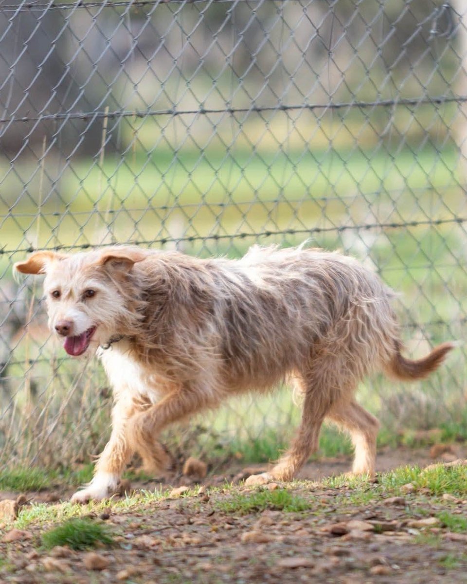 SosAbuelos1's tweet photo. #SALAMANCA
#YAMINA es una perrita de 9 años preciosa, tremendamente lista, muy buena, limpita y mansa

Todavía con la correa pasea regular, pero nada que no se pueda conseguir con un pelín de paciencia.

¡Conócela! Acabarás enamorado/a

Contacto: protectorafundacionluna@gmail.com https://t.co/8En7S8PUiX