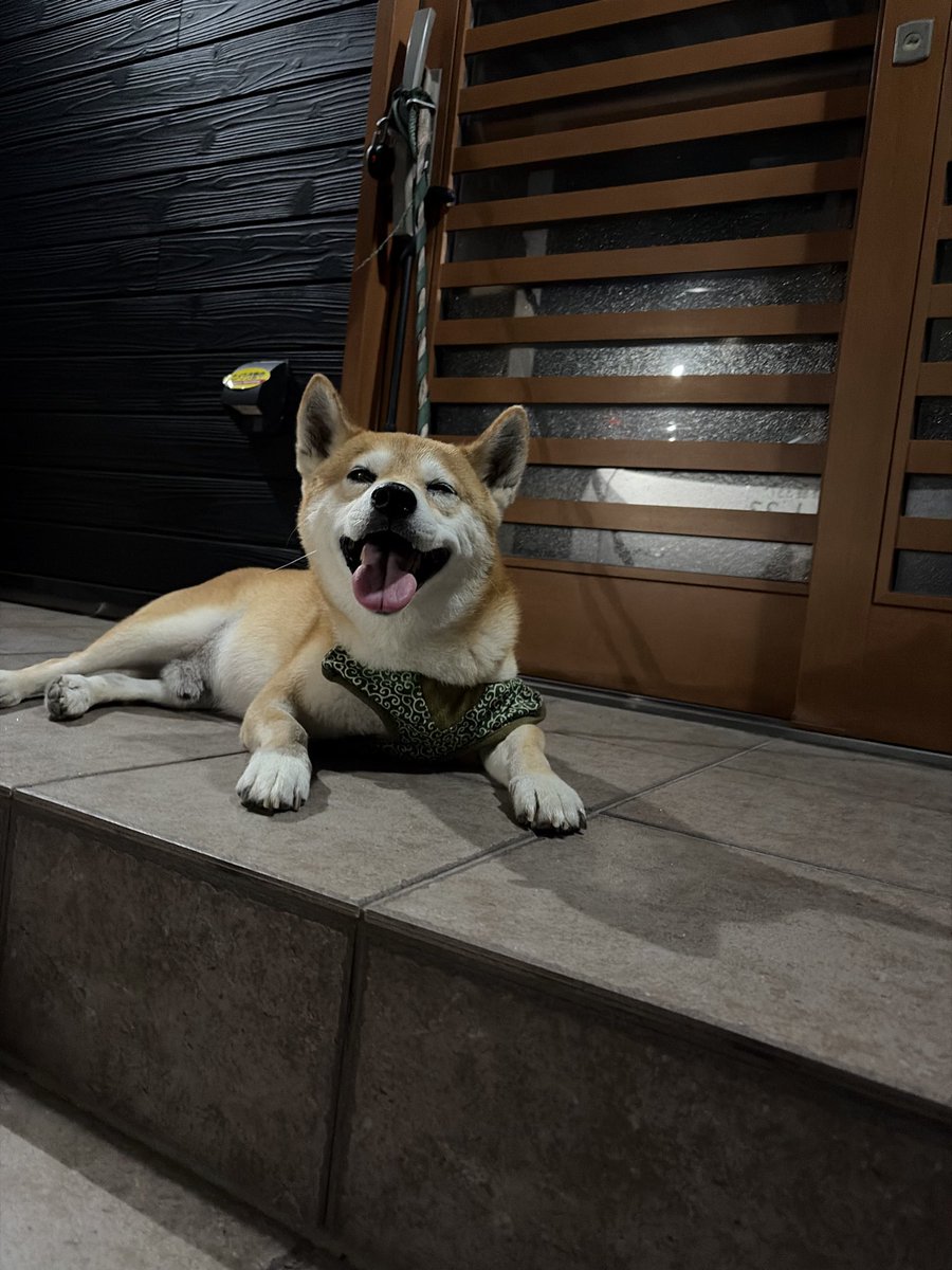 kapital555's tweet photo. 2026/09/28

#犬のてんかん
#柴犬
#獅子丸
#日本犬
#shibainu
#shiba
#shiba_snap
#shibalovers
#shibainustagram
#shibaglobal
#shibaken
#shibadog
#気張り柴犬
#気張り犬
#気張り柴
#てんかん持ちワンコ
#てんかん犬 https://t.co/gWRBrAdXHc