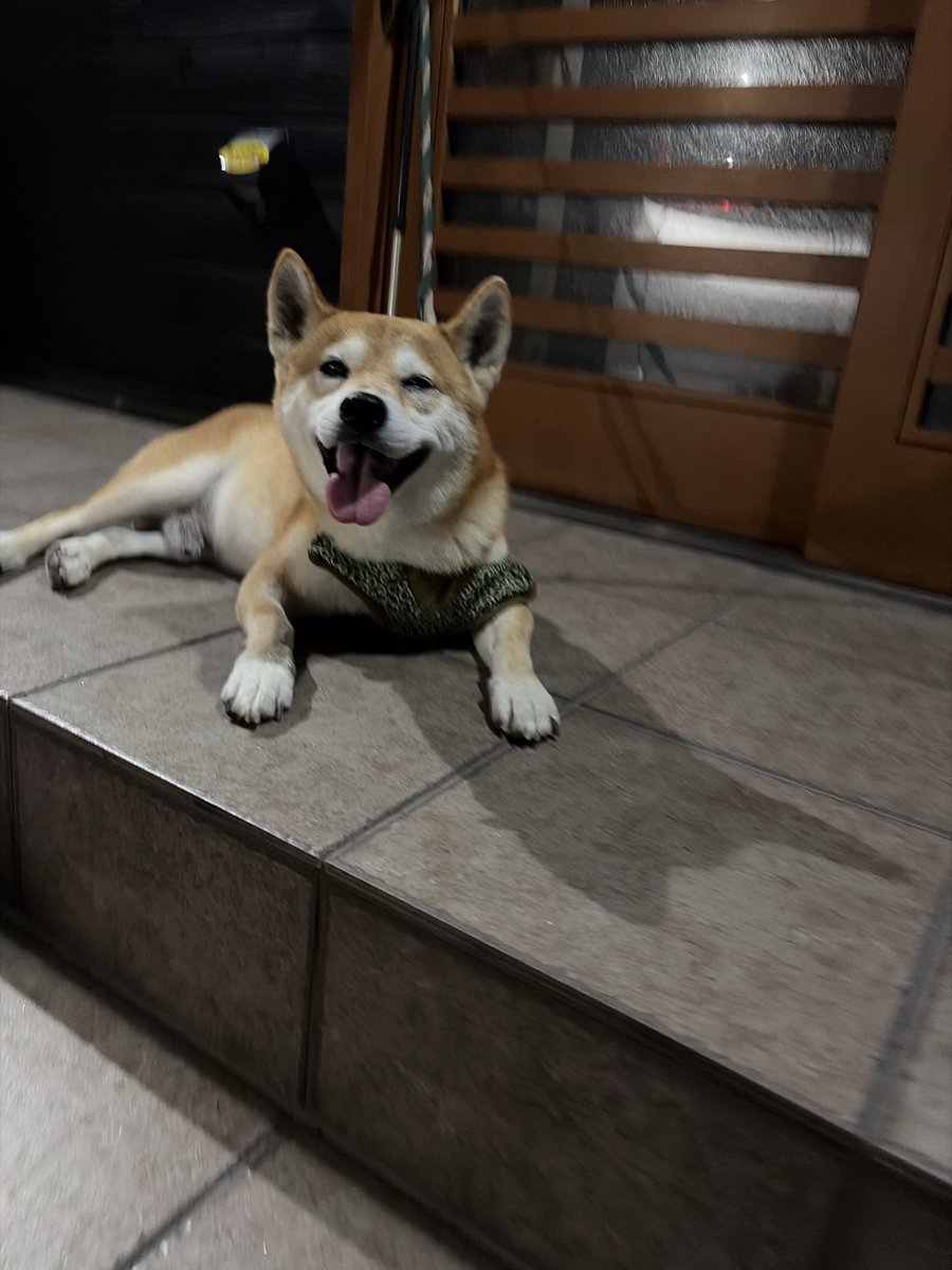 kapital555's tweet photo. 2026/09/28

#犬のてんかん
#柴犬
#獅子丸
#日本犬
#shibainu
#shiba
#shiba_snap
#shibalovers
#shibainustagram
#shibaglobal
#shibaken
#shibadog
#気張り柴犬
#気張り犬
#気張り柴
#てんかん持ちワンコ
#てんかん犬 https://t.co/gWRBrAdXHc