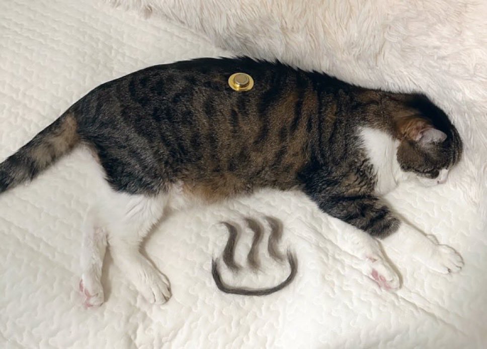 y5_y5_san's tweet photo. 最近、涼しくなってきたから皆さん猫チャンとイチャイチャしてるのでは？（それを私に見せろください）

このところよく質問をいただくのが温灸について。高齢の子、闘病中の子に温灸はとても良いです。

我が家でやっていた、せんねん灸太陽や邵氏温灸器•カイロ���使った温活の方法を再掲します♨️

ツリーにズラっと繋げるので関連度順に見ると良いかも！