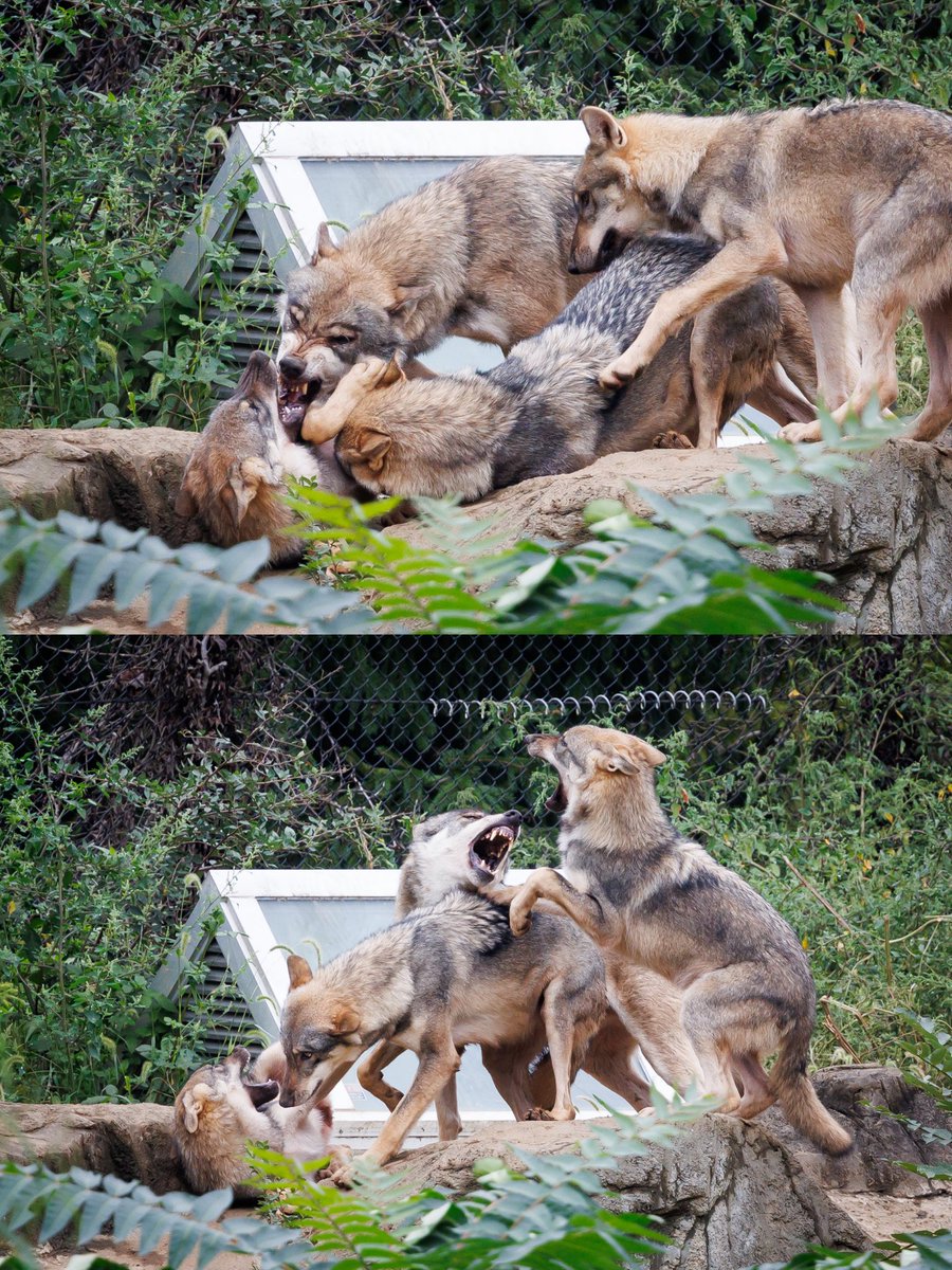Zan_Animal's tweet photo. #多摩動物公園
#タイリクオオカミ

カヨランとバウムのバトルが激しすぎて、止めに入ったスイちゃんとエアデ。
わちゃわちゃしてると思ってた光景、写真を拡大して見たら結構大変だった😅

2026年9月27日 https://t.co/IdQhxwPbMj
