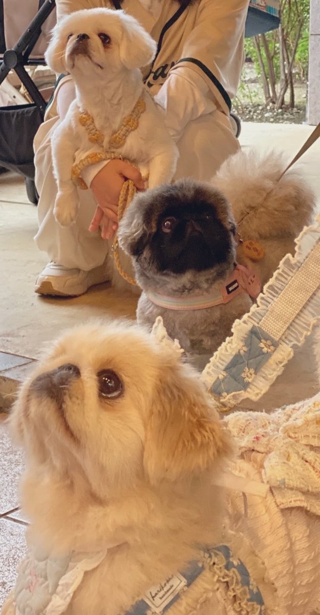 nanahachi0419's tweet photo. ペキだまり🐾 https://t.co/5redoz3MlF