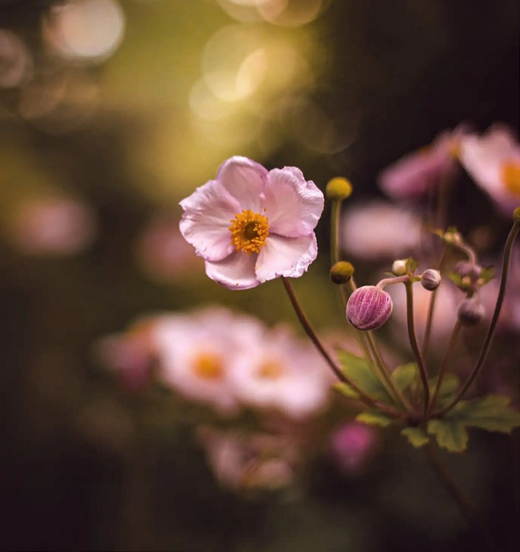 Cpt_Rook's tweet photo. “There is always more goodness in the world than there appears to be, because goodness is of its very nature modest and retiring.”

Evelyn Beatrice Hall
The Friends of Voltaire https://t.co/LF2SMU4Ecc