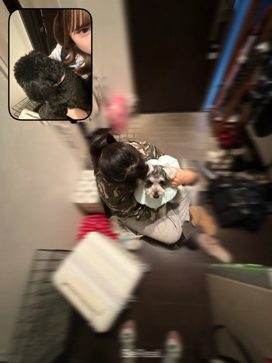 hiicxan__'s tweet photo. 愛犬と彼女初対面させたよ૮ > ·̫ < ა🖤🤍🎶 https://t.co/Hi3TXvX2QS