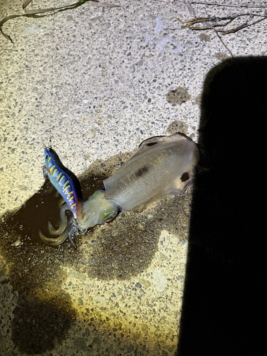 Pikmin0910's tweet photo. 前回初めて使用した新しい餌木
使ってて楽しい!
マニュアルの操作感!
こう動かしたいが伝わるイメージ
めちゃくちゃ気に入ったので追加購入🦑
画像は前回のこのエギでの釣果
次の釣行が楽しみ楽しみ🦑
#EMBERMAZE
#EMBERMAZE_CROW
#エギング
#ピクミン釣り部
#青森エギング https://t.co/1qxwW0Q5Mq