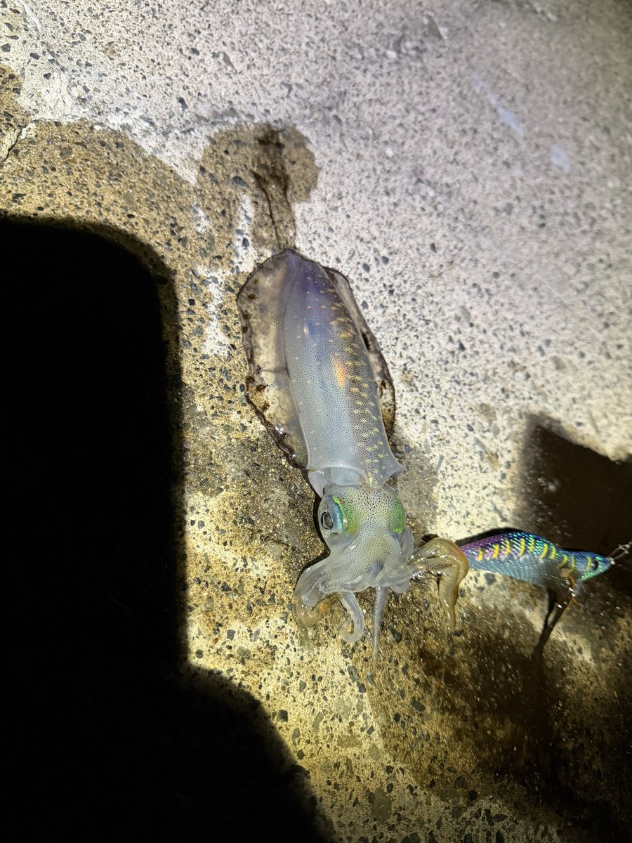 Pikmin0910's tweet photo. 前回初めて使用した新しい餌木
使ってて楽しい!
マニュアルの操作感!
こう動かしたいが伝わるイメージ
めちゃくちゃ気に入ったので追加購入🦑
画像は前回のこのエギでの釣果
次の釣行が楽しみ楽しみ🦑
#EMBERMAZE
#EMBERMAZE_CROW
#エギング
#ピクミン釣り部
#青森エギング https://t.co/1qxwW0Q5Mq