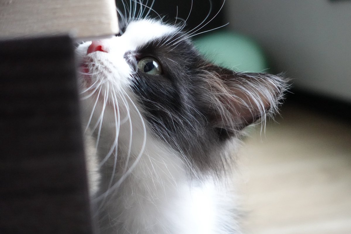 nyansplay's tweet photo. うちの猫より子猫時代が可愛い猫、いる？🐱🍼

「うちの子の子猫時代の方が可愛い！」って猫ちゃんいたら、
写真で見せてください📸

子猫時代かわいい猫、集合〜🙌 https://t.co/LaIVWKXQSh