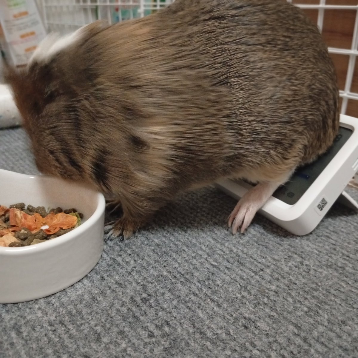 mazikaruska's tweet photo. うり坊………温度計の上に座らないでください😂 https://t.co/iEJaWRkk1m