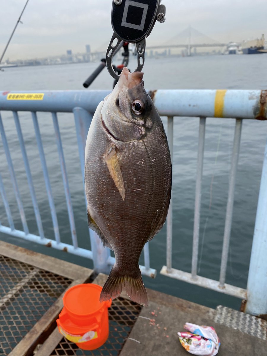 S4dxnL's tweet photo. ウミタナゴって「ボウズ逃れ」のイメージあるんだけど…
オレだけじゃないよな？🤣 https://t.co/Mm8LmamOu9