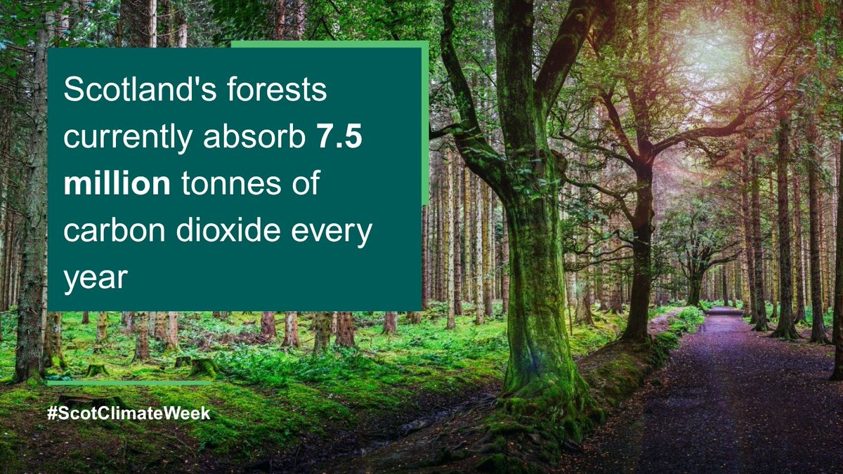 scotforestry's tweet photo. This #ScotClimateWeek we're highlighting the vital role forests and woodlands play in tackling climate change.

🌲 Explore some key facts below.

#ClimateAction #Forestry https://t.co/qaimWnIDmW
