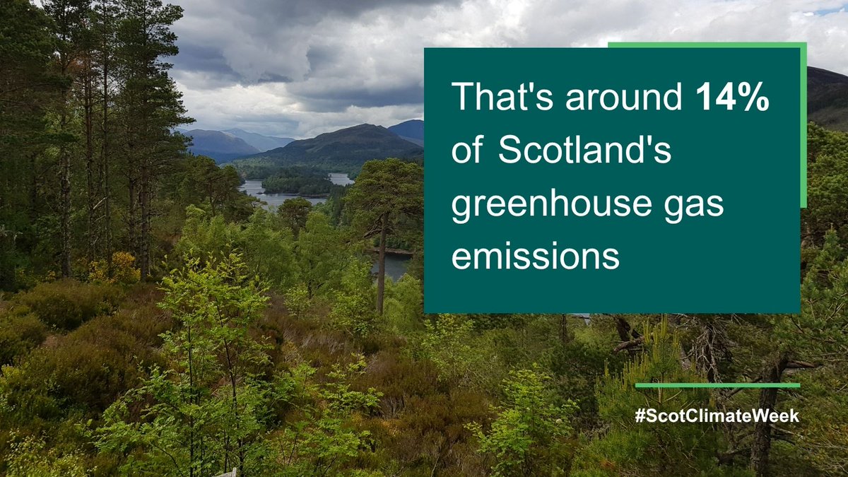 scotforestry's tweet photo. This #ScotClimateWeek we're highlighting the vital role forests and woodlands play in tackling climate change.

🌲 Explore some key facts below.

#ClimateAction #Forestry https://t.co/qaimWnIDmW