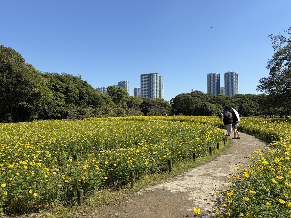 oshiruco0465's tweet photo. 先日のシルバーウィークに浜離宮恩賜庭園に行ってきました🙌
黄色のコスモス畑がとても綺麗でした🌼
都会の喧騒を忘れてのんびりお散歩できてよかったです
ただ天気が良すぎて汗だくになったので、涼みに入ったカフェのコーヒーフロートが特大でビックリしました😳
ヒンヤリして美味しかった〜☺️ https://t.co/W4znRZ85L5