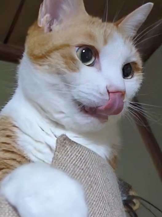 xAzwizeAQXhHvPi's tweet photo. 充電中のねこでも見ておくか。 https://t.co/lj8uU5FvIx
