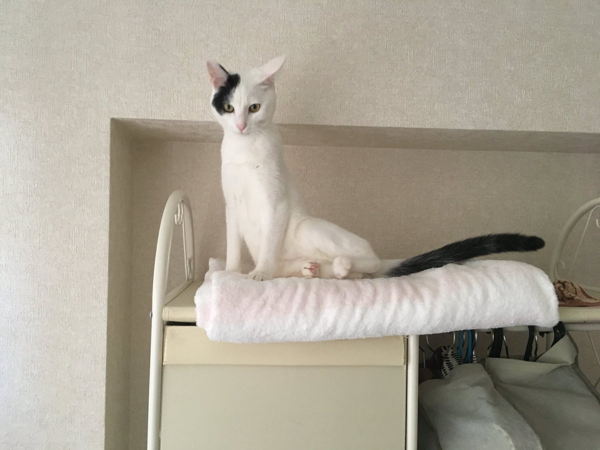 marikeru's tweet photo. @WeAssessCats https://t.co/pvlcCsStcI