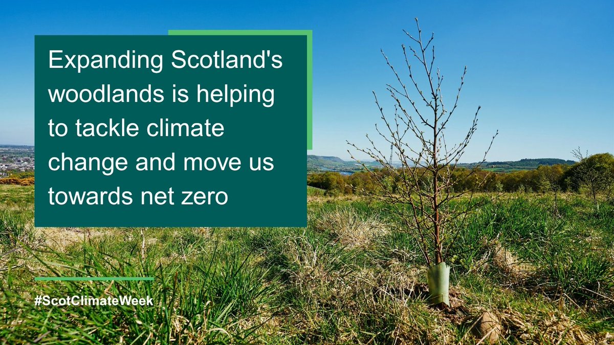 scotforestry's tweet photo. This #ScotClimateWeek we're highlighting the vital role forests and woodlands play in tackling climate change.

🌲 Explore some key facts below.

#ClimateAction #Forestry https://t.co/qaimWnIDmW