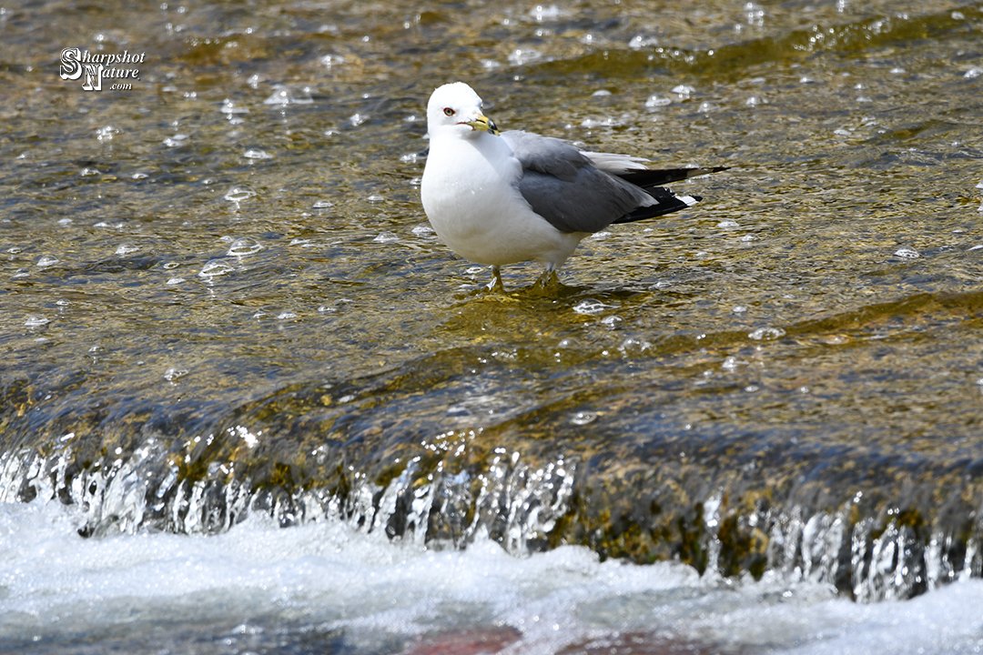 SharpshotNature's tweet photo. Sharpshot Nature .Com 01578-tod-032572 Gull
#sharpshotnature #bird #seagull #river #water #reflection #dam #summer #nature #naturephotography #wildlife #wildlifephotography #photography https://t.co/gqLQo6rPZf