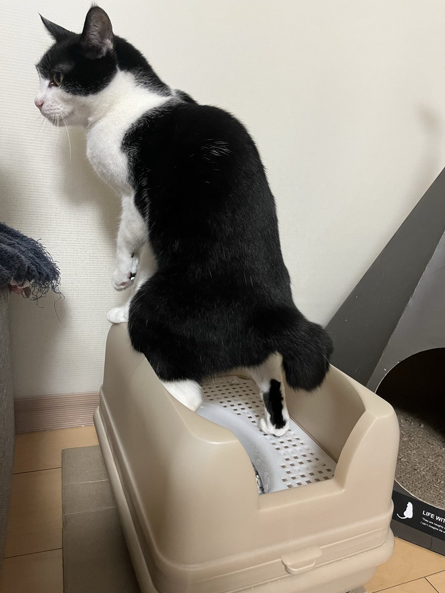 ruirui_latte's tweet photo. 真剣な眼差し(ﾉ °ω° )ﾉ💩

#ハチワレ　#猫のいる暮らし𓏲𓎨 https://t.co/VeX82Qzejc
