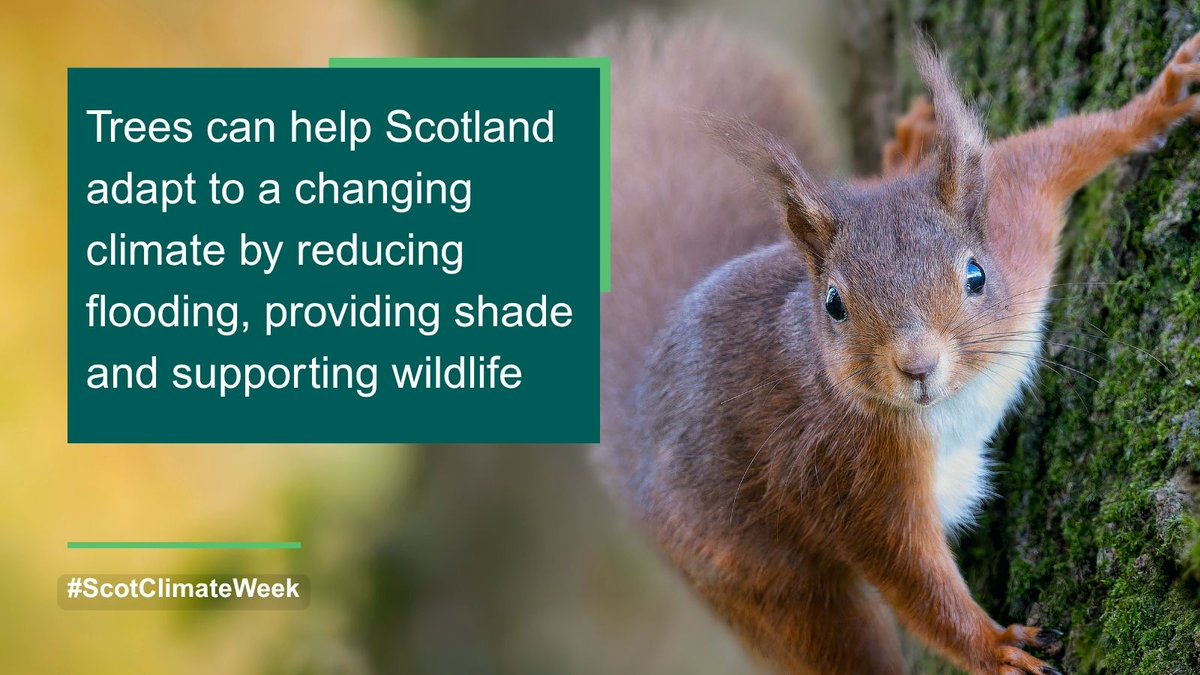 scotforestry's tweet photo. This #ScotClimateWeek we're highlighting the vital role forests and woodlands play in tackling climate change.

🌲 Explore some key facts below.

#ClimateAction #Forestry https://t.co/qaimWnIDmW