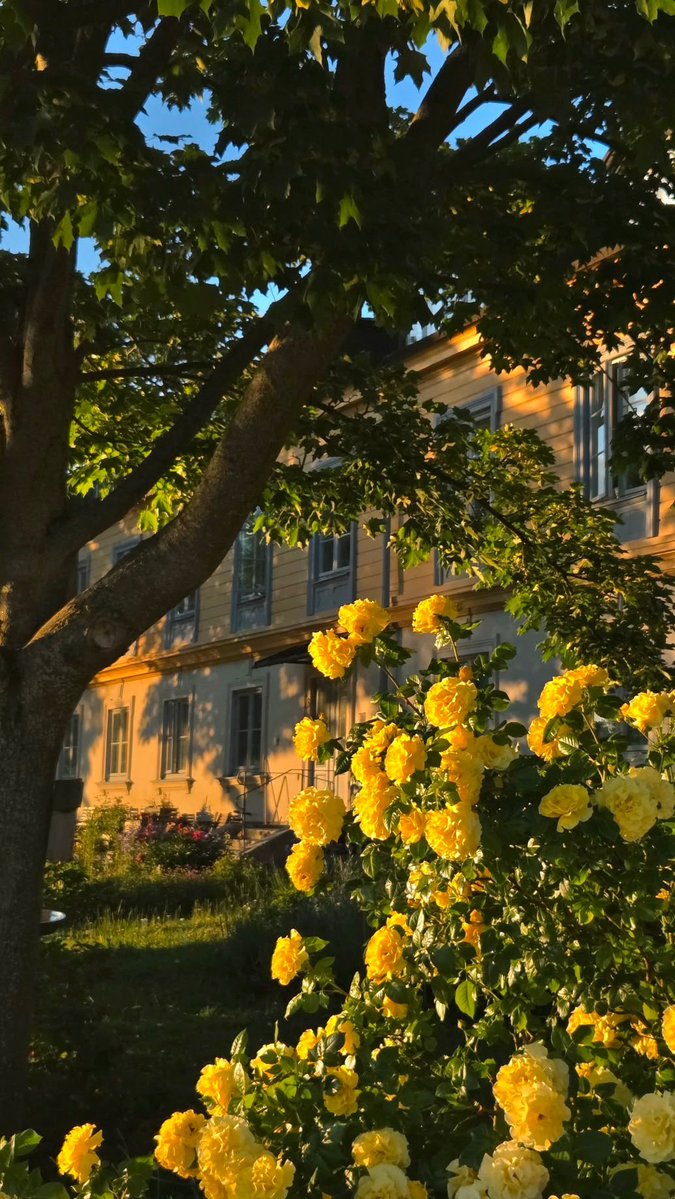 greenvibe's tweet photo. Roses, evening , stockholm https://t.co/ROogK9Mfr7