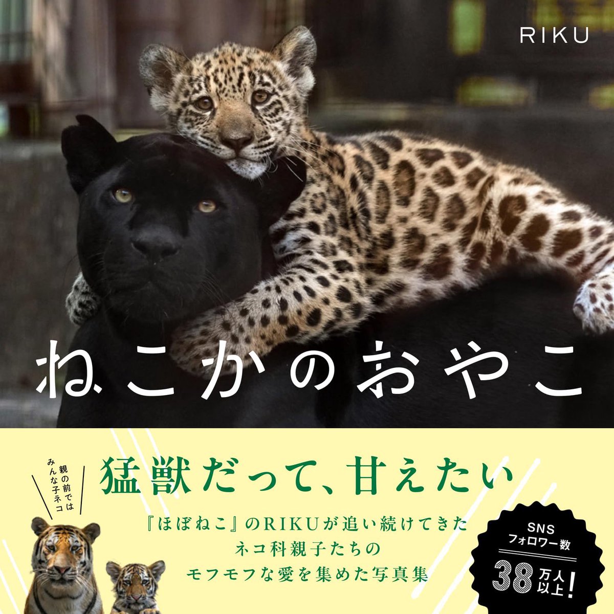 rikunow's tweet photo. 【11/18写真集発売🎊】ネコ科の動物親子の愛情たっぷりなシーンを収めた写真集『ねこかのおやこ』が、KADOKAWA様より発売されます🐾

▼ご予約受付中
https://t.co/kmnVKyTZOI

全国7つの動物園のトラやユキヒョウ、ライオン、ジャガー、ピューマなどのネコ科親子が楽しめるだけでなく、誕生の瞬間に立ち会った飼育員さんしか知らない秘話やエピソードもたっぷり収録しています
ぜひお手に取ってみてください✨