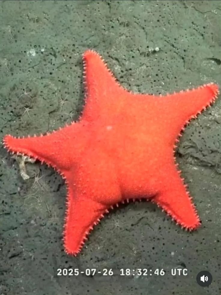 andru23am's tweet photo. Todavia estamos faneando a una estrella de mar culona porque fue grabada en suelo argentino... https://t.co/RIeLtmap3q