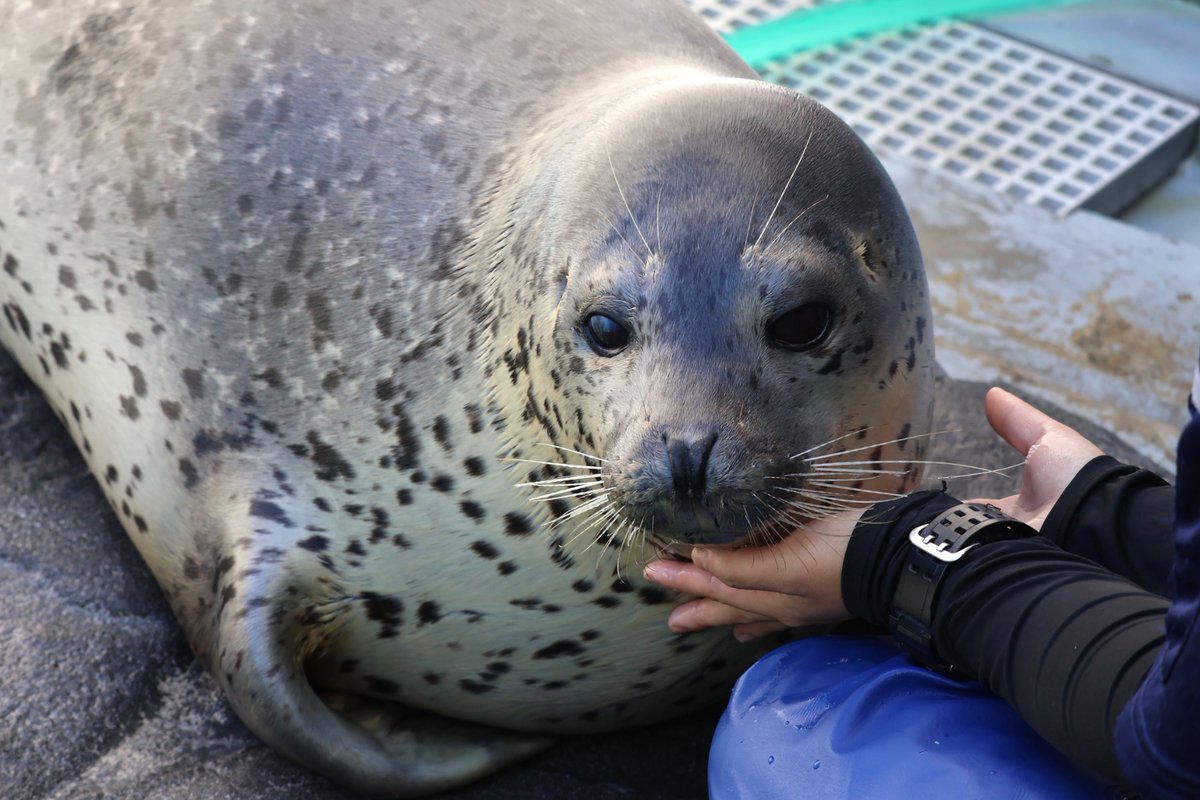 lily7reine's tweet photo. 白眉毛かわいい

(2026.9)
#男鹿水族館GAO #スカイ #ゴマフアザラシ https://t.co/07XAc4VE3y
