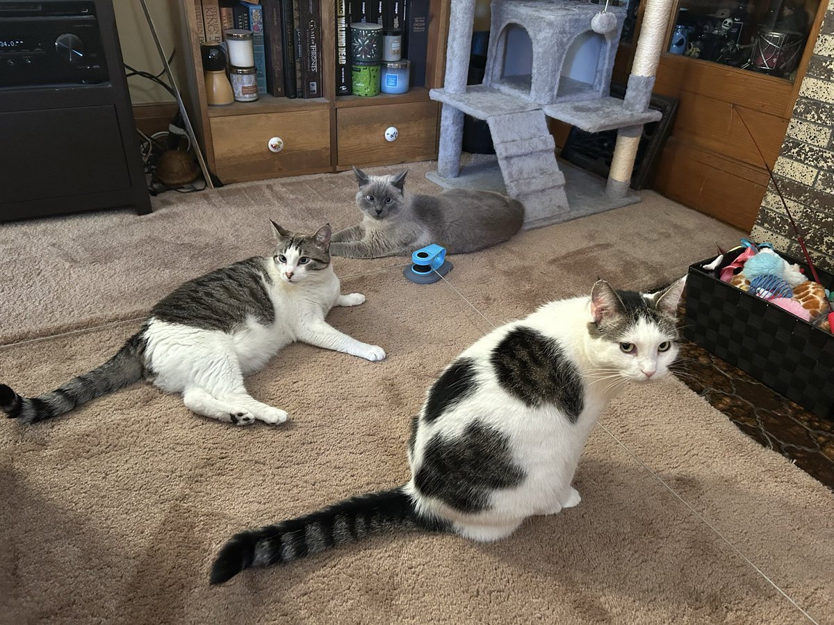 SctorkT's tweet photo. Our crew- Mama in front Ash and Blu (Mama’s daughters) behind.  Rescued from outside and fully safe indoor cats now. https://t.co/438yNbw3gP