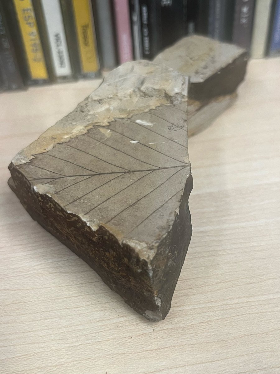 yazapla's tweet photo. 葉っぱの化石らしい、なんか2Bの鉛筆で書いたようなーでも凹凸があるから本物かな
これは以前パージに色塗ったやつの台座にしようと買った
バッチリあってるー https://t.co/I7euF50SXK
