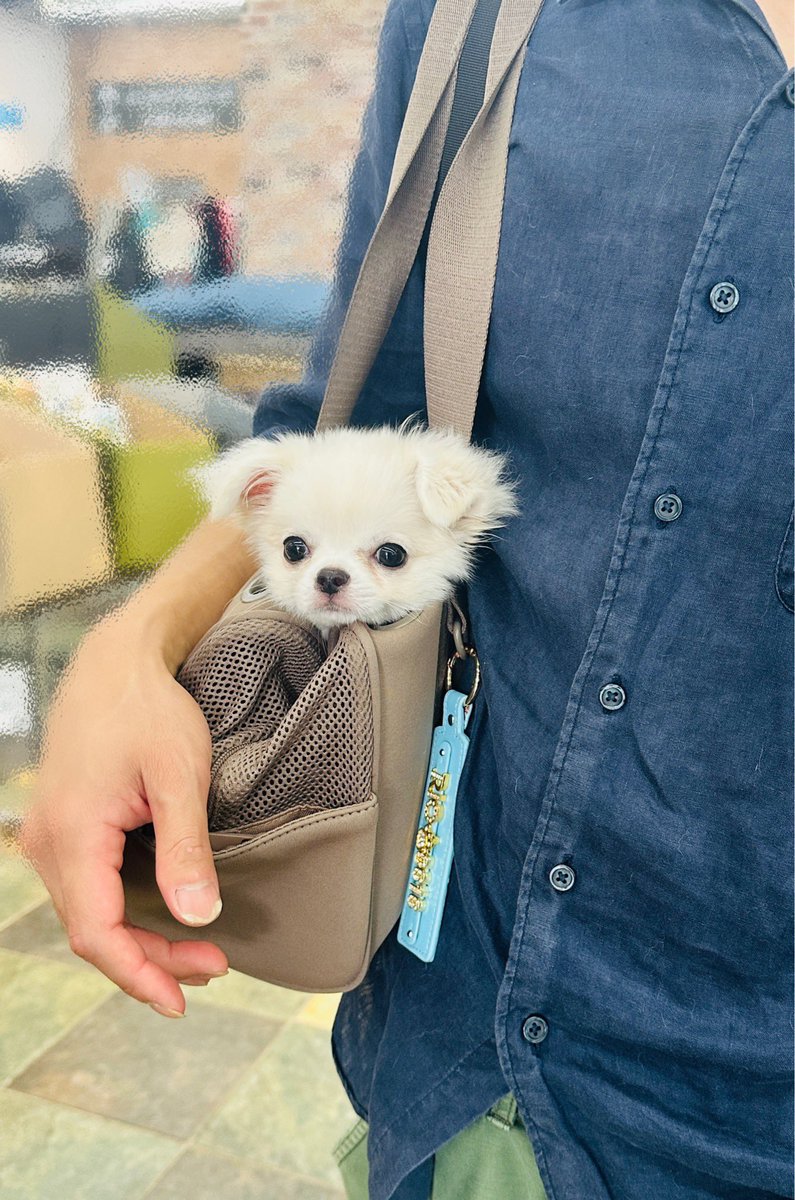 iskw_pets's tweet photo. ハロウィンモチーフのおもちゃを大量に買う私に呆れてるパパとリオくん https://t.co/r8zmZHvM7k