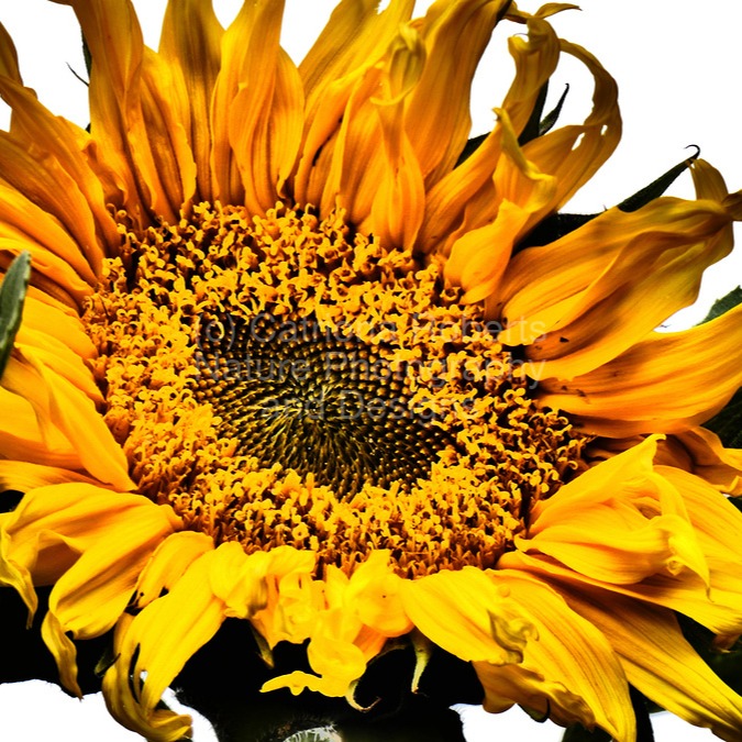abigailwrightgy's tweet photo. Capturing nature’s vibrant textures with the Intelligent Art photographic filter: bright yellow petals and rich green contrast in “Creative Sunflower. ” Watch it come to life via AI on my YouTube channel, Creative Love Light Vibes. Prints available https://t.co/h2DceW9hwO