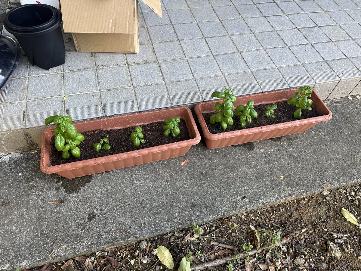 Sakura0346_VRC's tweet photo. プランターに植え替えしました🌱 https://t.co/ArCc6dVu6s