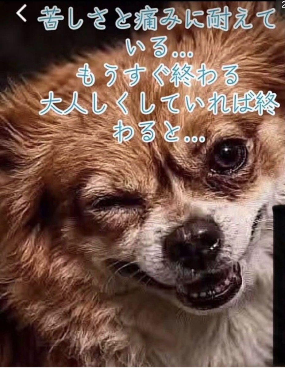 Tu1L7q4EeF79rqO's tweet photo. ＃中国に動物愛護法の制定を
＃旺旺を忘れない
＃拡散
キチガイの🐎🦌親‼️💢ガキ達に拷問のやり方を伝授し、道具を揃えた。インキンタ虫みたいな顔しやがって‼️💢
ワンワン達を返せ‼️💢 https://t.co/RgWsavGI7o