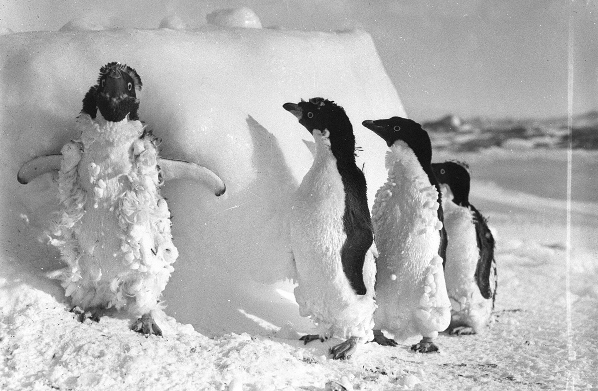kaptrice's tweet photo. Penguin is icy https://t.co/yGraN9Rpmp