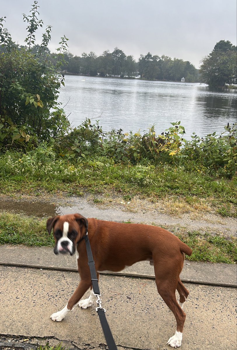 NatalieZingg's tweet photo. Cooper must walk rain or shine 🌦️ #bestdog #boxer https://t.co/o9SejgQpz4