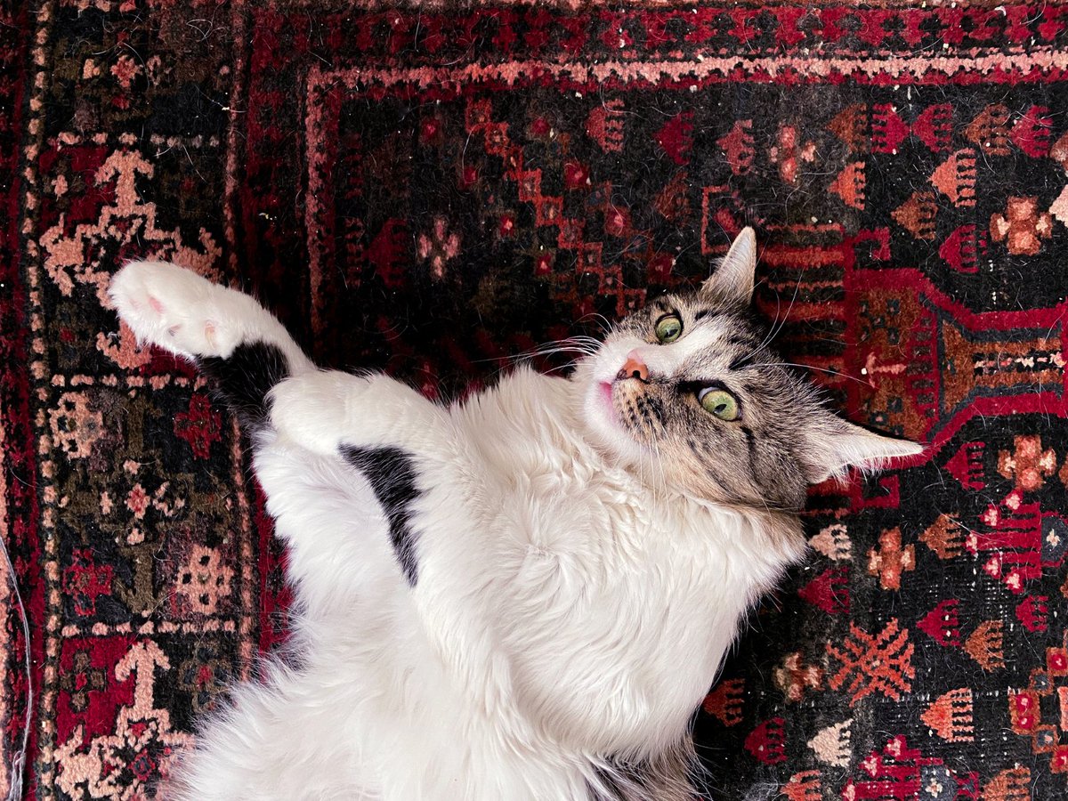 muslimpicture's tweet photo. Turkish Carpets. https://t.co/IVWui2lKQc
