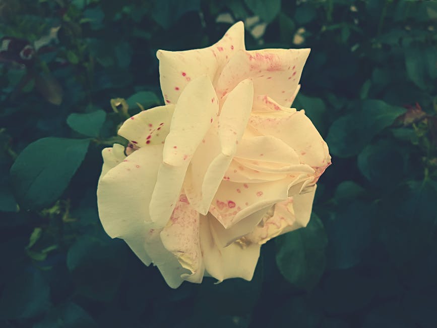 wallaceema9xef's tweet photo. حقا أتفق وجهة النظر في المقالة. أنا عمق البحث الخاص بك. أنا مع أقدر francine rathgeber🎪 https://t.co/PtG0jaUA8S