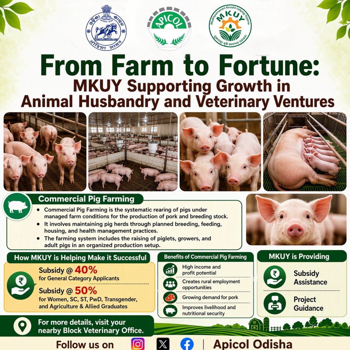 APICOL_Odisha's tweet photo. From Farm to Fortune, MKUY empowers commercial pig farming with subsidy and project guidance, creating profitable enterprises, rural employment, stronger livelihoods and sustainable growth.

#mkuy #apicol 
#piggery #farmersempowerment
#sustainablelivlihood https://t.co/jBDdi61qNn