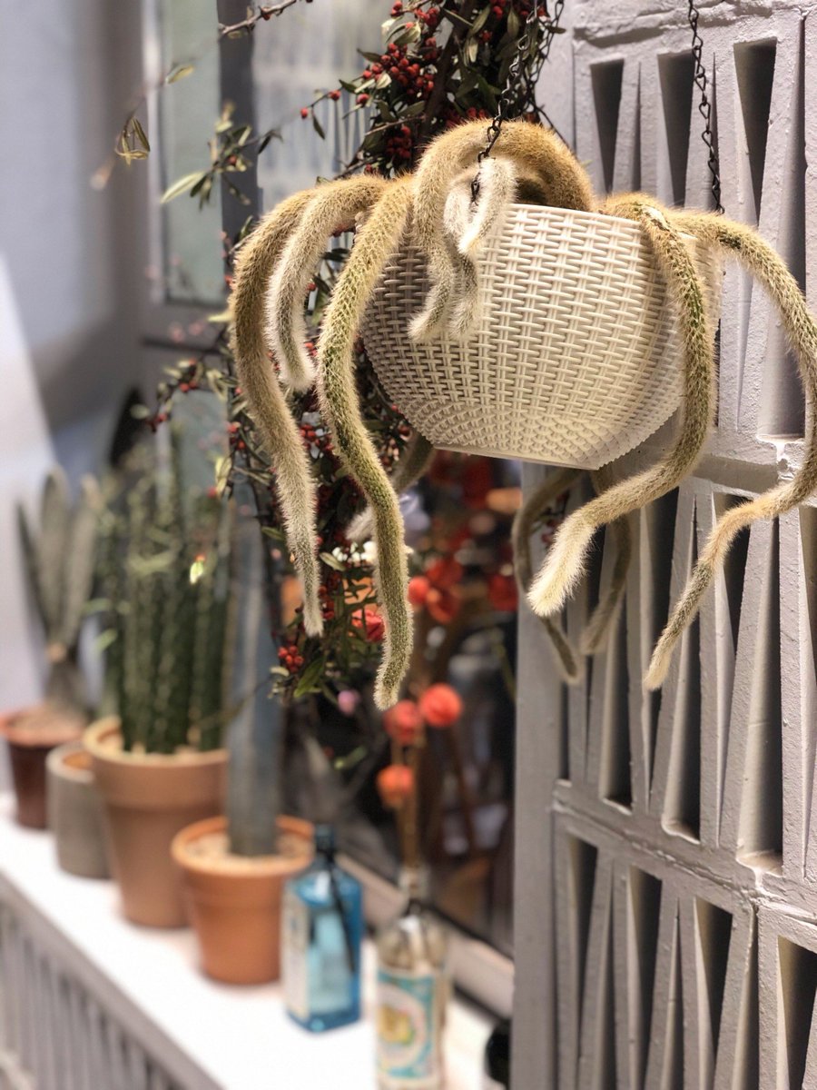 CristineStmkz's tweet photo. Just finished this cute woven macramé plant hanger from old cotton scraps! Upcycling u0026 coziness win https://t.co/8lASRWqeXY