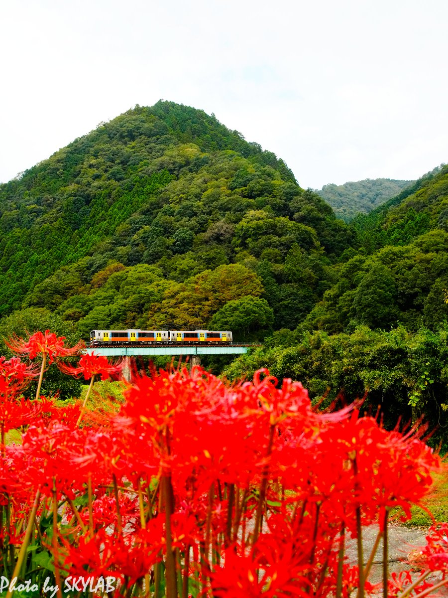 tyupichan's tweet photo. 週末の水郡線の風景は，彼岸花をテーマに。見頃になった彼岸花は，赤い絨毯になって沿線を彩っていました。
秋のこの風景は心の癒やしの風景です😊 https://t.co/jomJjaJDm4