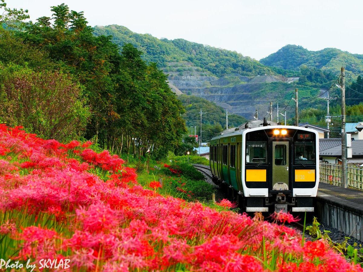 tyupichan's tweet photo. 週末の水郡線の風景は，彼岸花をテーマに。見頃になった彼岸花は，赤い絨毯になって沿線を彩っていました。
秋のこの風景は心の癒やしの風景です😊 https://t.co/jomJjaJDm4