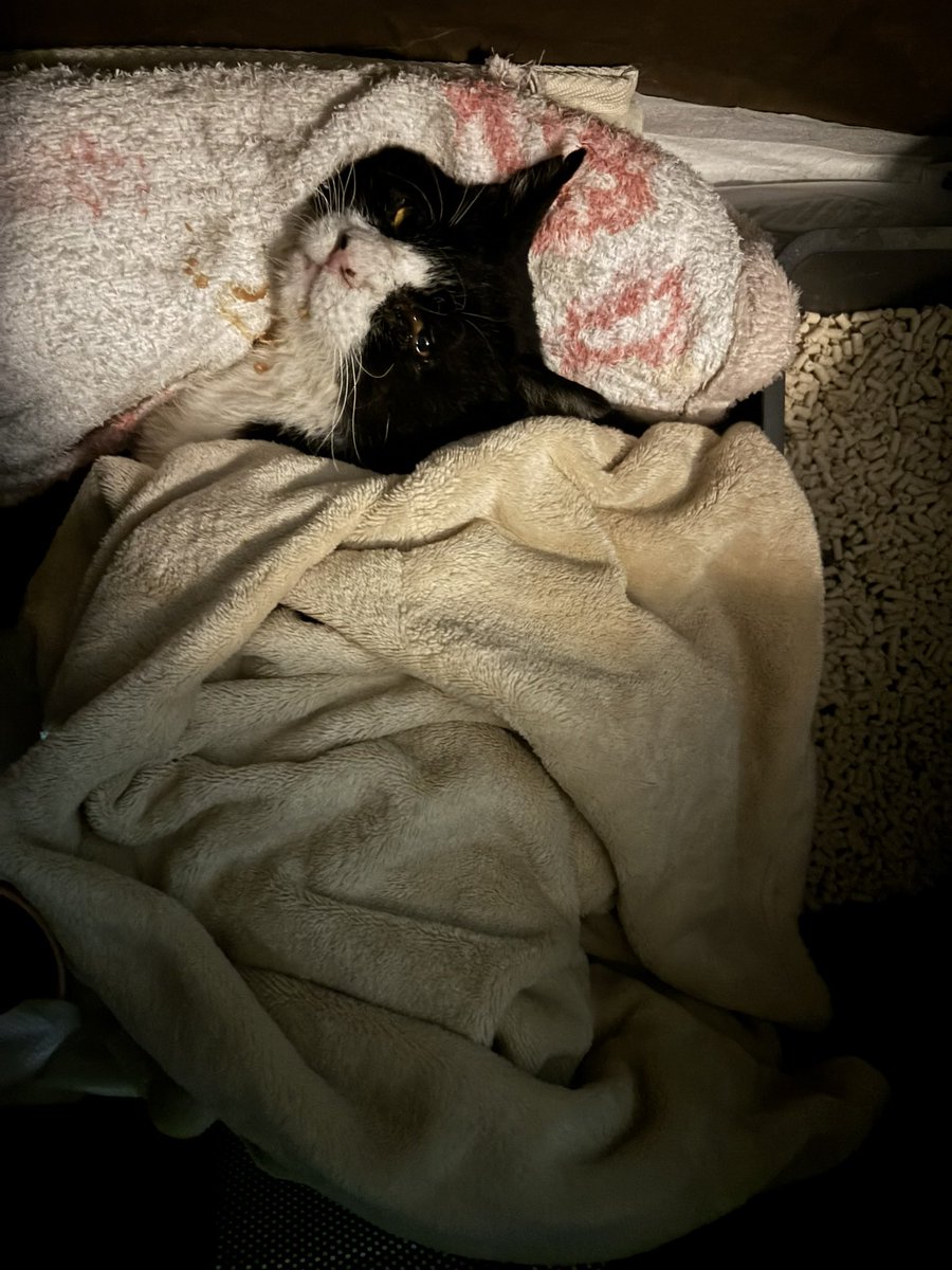 cybele_nakano's tweet photo. 猫の里親募集

少し特殊なケースですが。
保護されたハチワレ　3-5歳　オス
腎臓と脳、神経に障害があり、歩くこともできません。
食事はスプーンで、ウェットを食べるぐらい。

正直、介護に近い形になると思います。
それでも、この子の最後を幸せにしてくれる方がいましたら、DMをお願いします。

エイズ・白血病　未検査